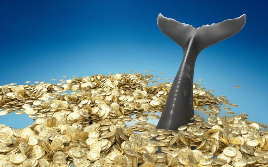 مبارزهی نهنگهای بیتکوین با ماهیهای کوچک