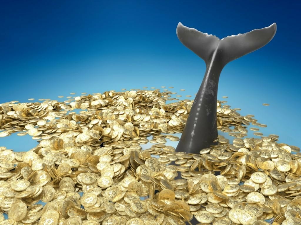 نهنگها در معرض خطر انحلال