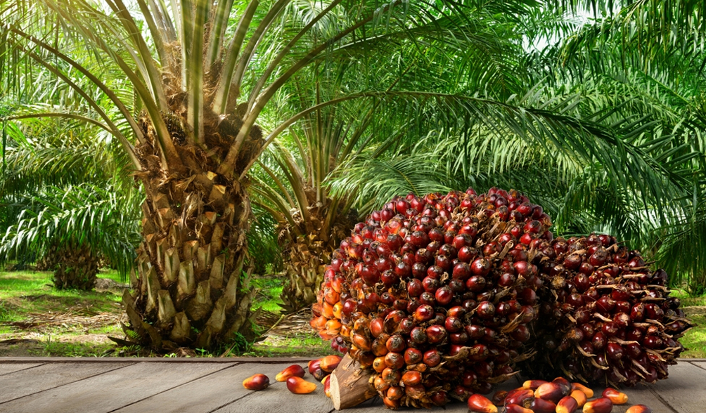 کاهش قیمت روغن پالم