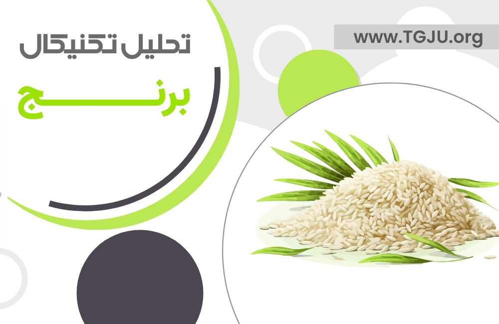 برداشت بیسابقه و ذخایر فراوان؛ چشمانداز نزولی قیمت برنج