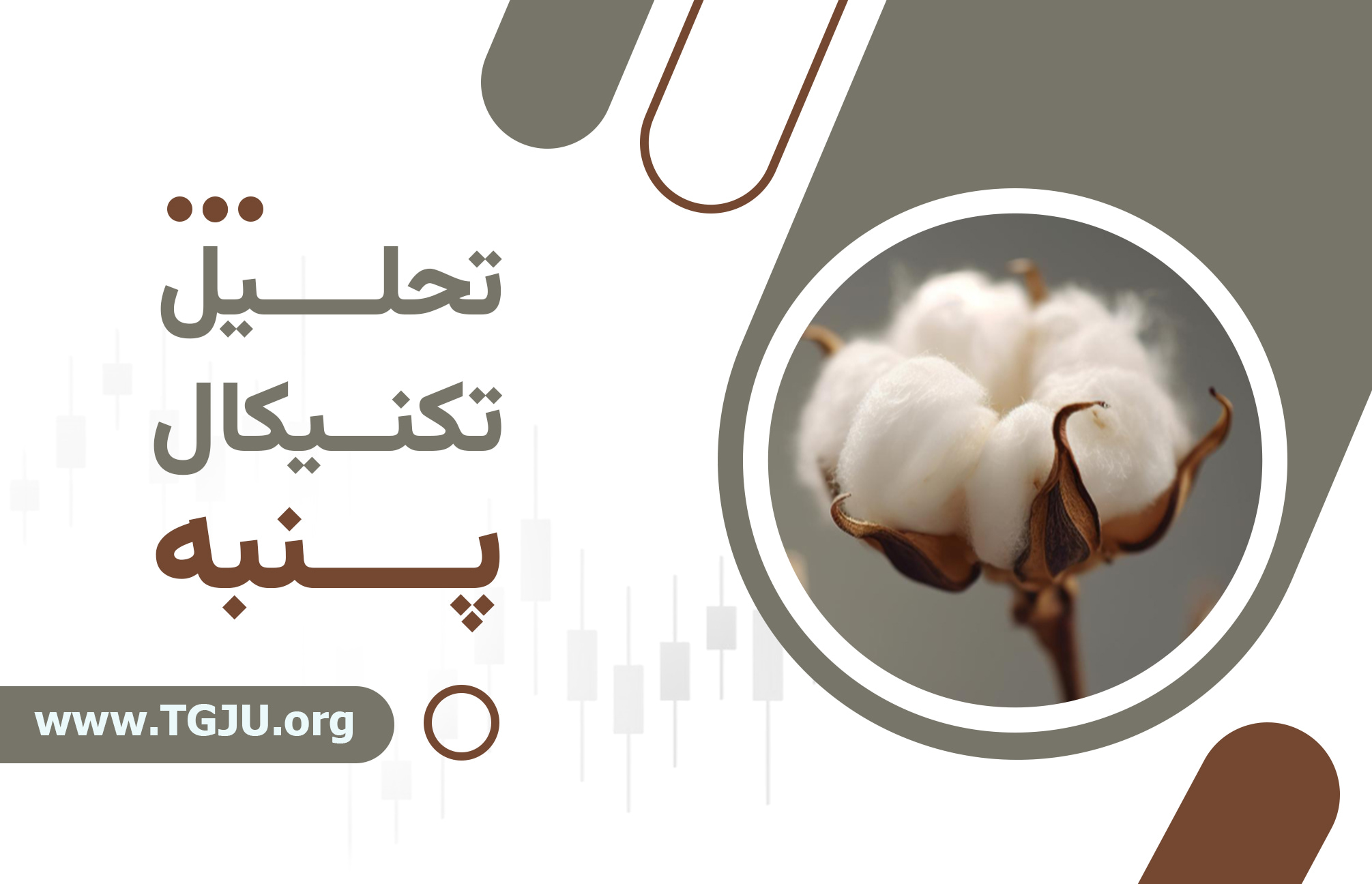 بازار جهانی پنبه زیر سایه ذخایر بالا و تقاضای ضعیف