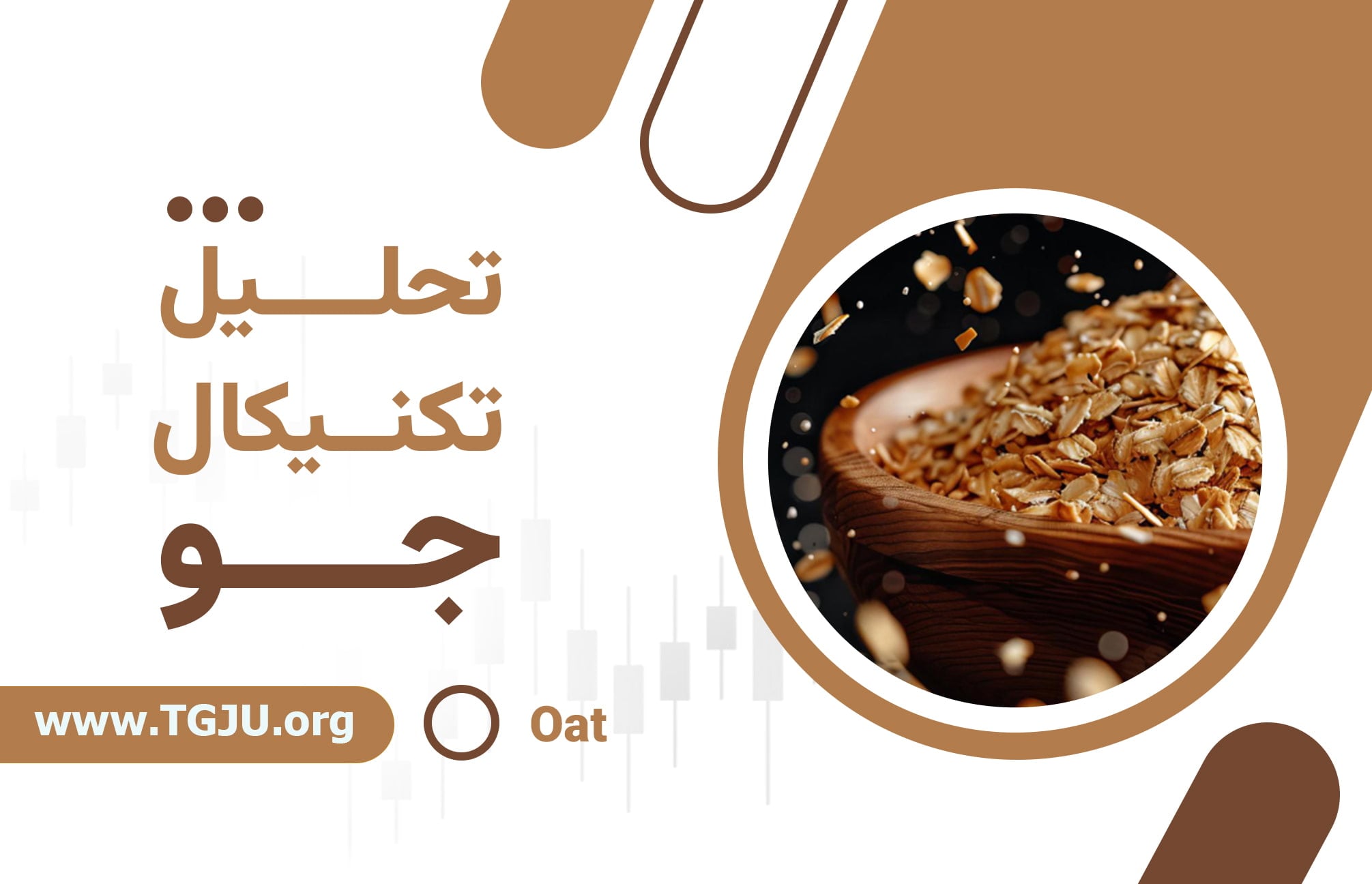 آینده قیمت جو؛ ثبات شکننده در سایه فشار غلات