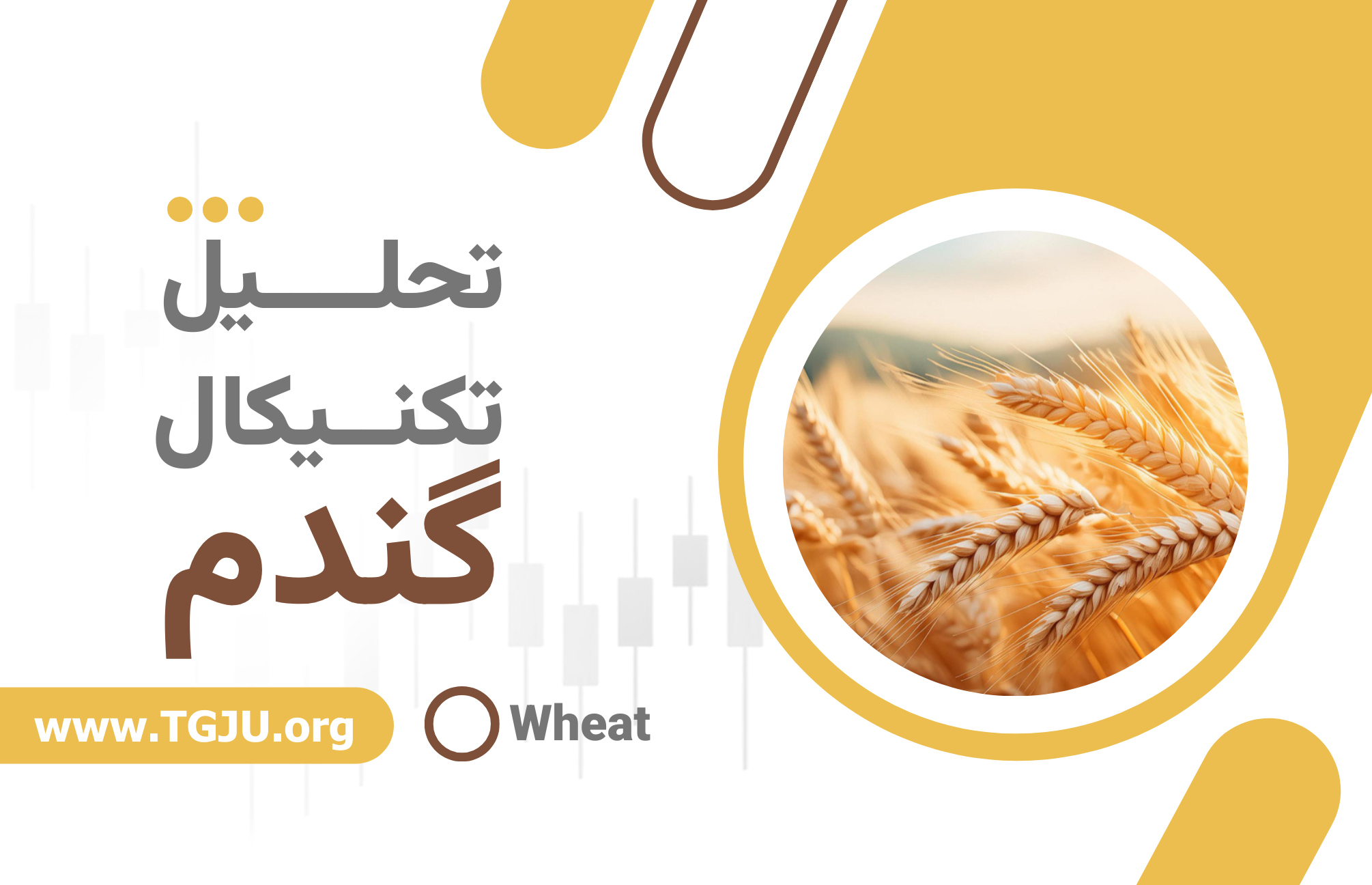 ذخایر بالا و ریسکهای جوی؛ آیا گندم به صعود بازمیگردد؟