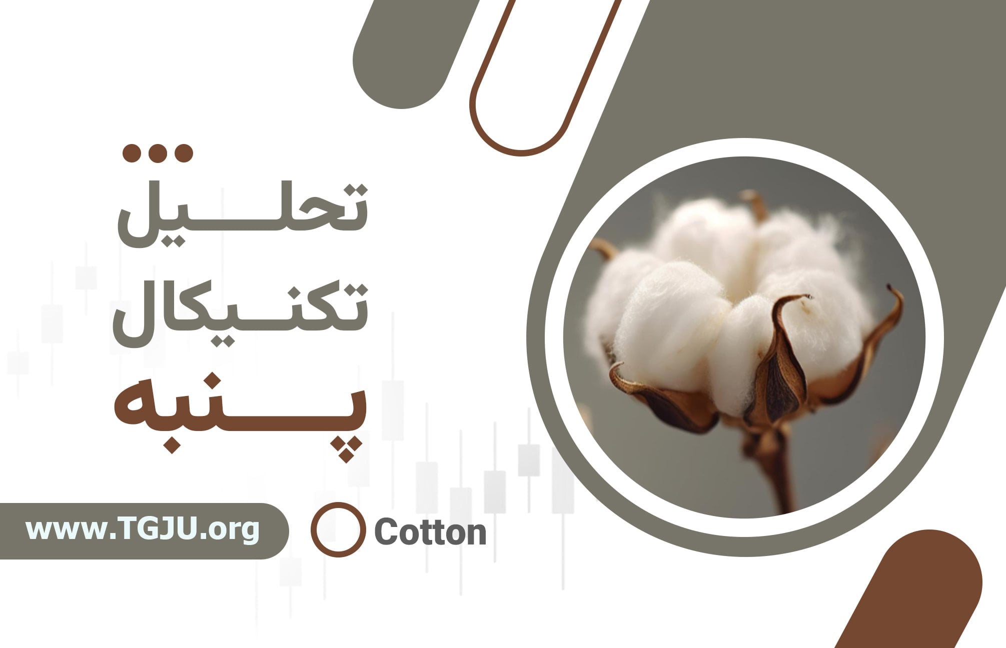 چرا قیمت پنبه در کف تاریخی است و چه آیندهای دارد؟
