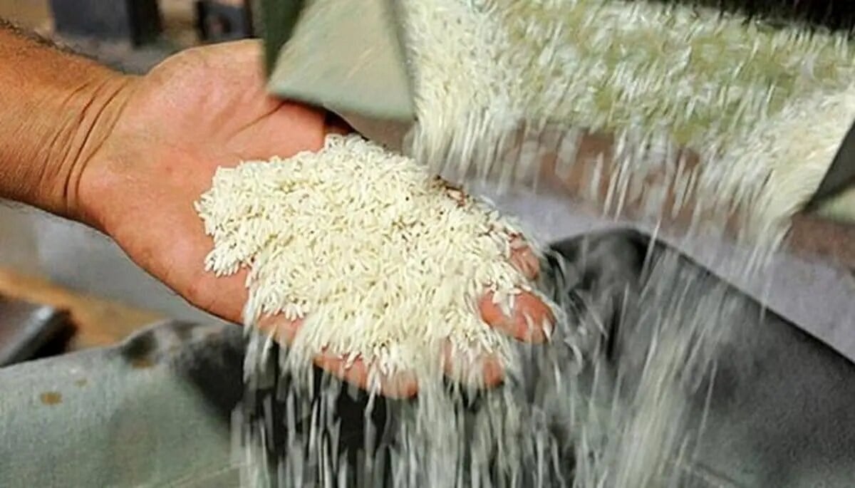ماجرای ورود برنج آمریکایی به کشور چیست؟ | این برنج ها در ۳ مدل و با این قیمت عرضه می شوند + تصاویر