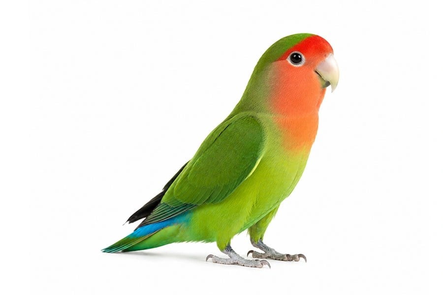 طوطی برزیلی