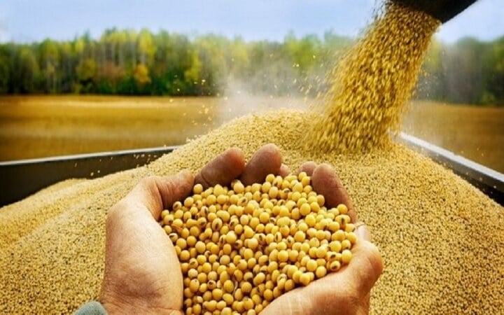 ثبت سفارش واردات پنج کنجاله از ۹ شهریورماه آغاز میشود