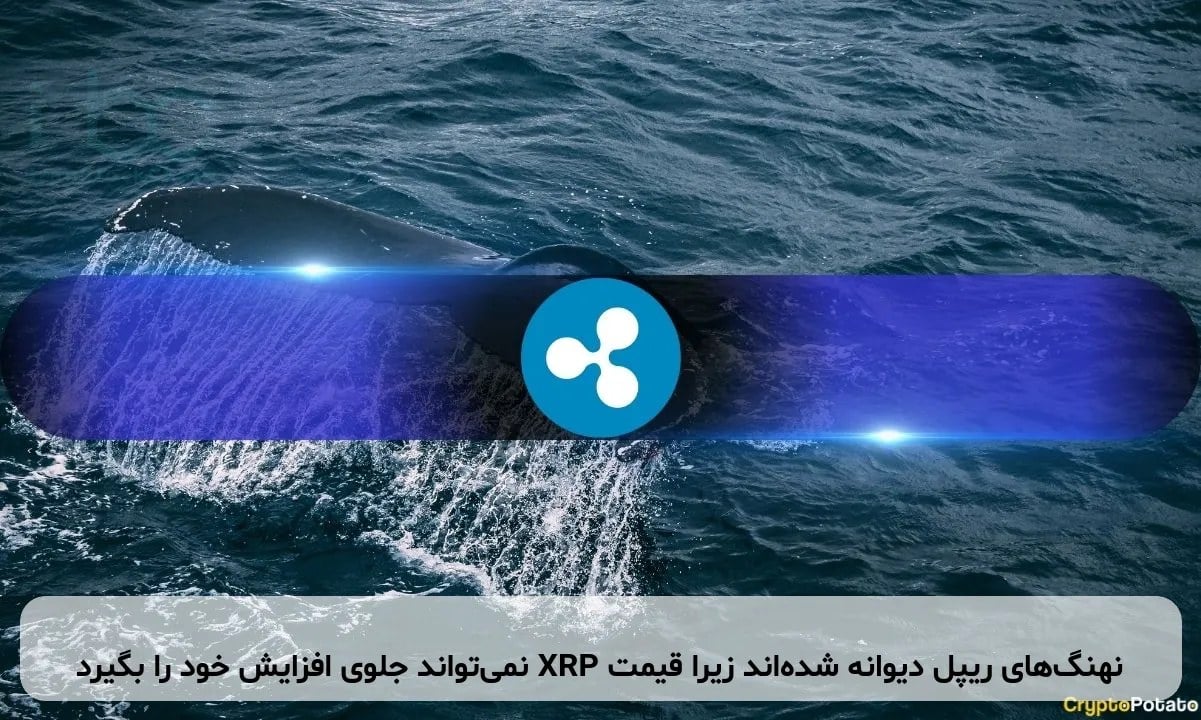 نهنگهای ریپل دیوانه شدهاند زیرا قیمت XRP نمیتواند جلوی افزایش خود را بگیرد