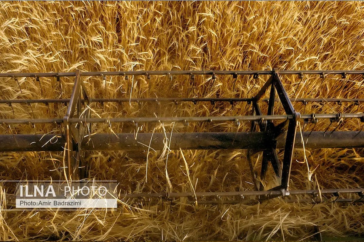 مطالبات واردکنندگان کالاهای اساسی بزودی پرداخت می شود