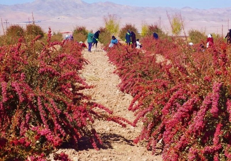 زرشکاران خراسان جنوبی چشمانتظار تصمیم مسئولان