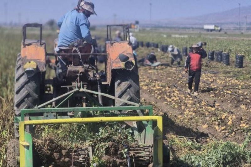 نوسان قیمت سیب‌زمینی همزمان با فصل برداشت در اردبیل