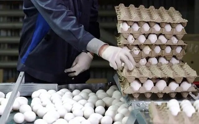 شوک دوباره به بازار تخم مرغ؛ قیمت‌ها سر به فلک کشید