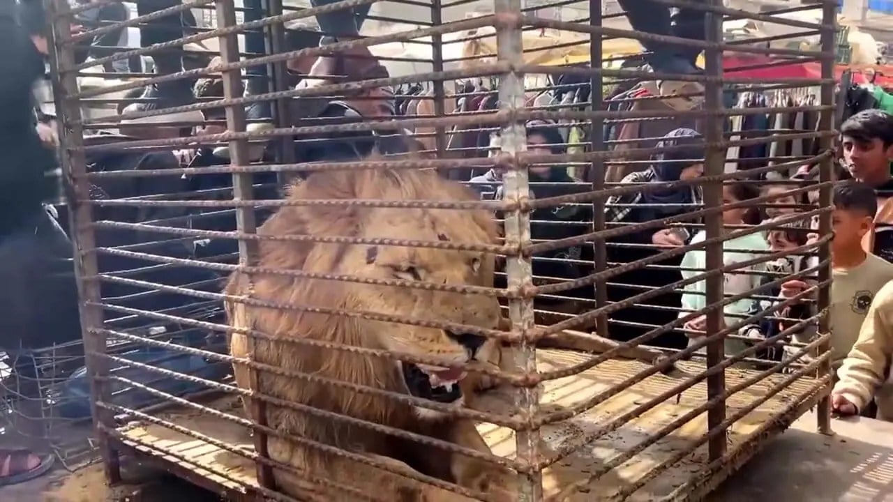 جنگ در غزه نفس حیوانات را هم گرفته است