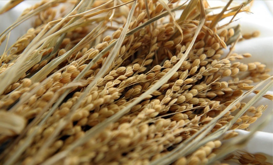 قیمت گندم جهانی به بالاترین سطح دو ساله رسید