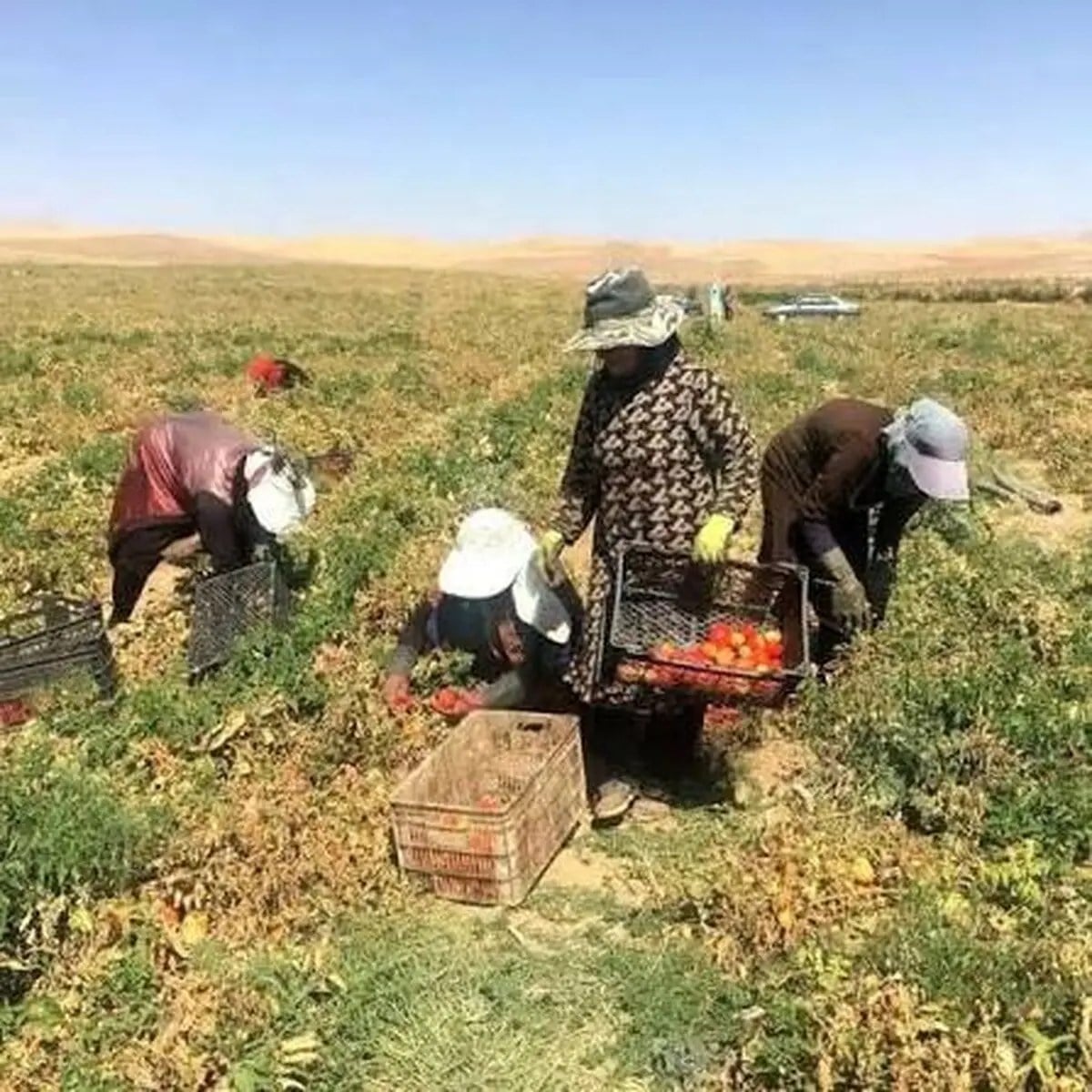 زندگی سخت زنان کارگر سقزی در مزارع کشاورزی/ نه بیمه داریم نه دستمزد مناسب/ کارفرمایان استثمار میکنند