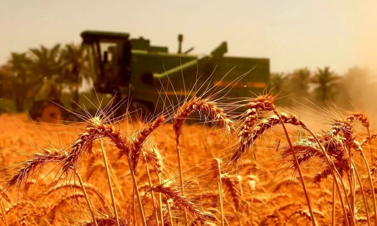 قیمت گندم به دلیل اختلال در صادرات روسیه و اوکراین رکورد زد