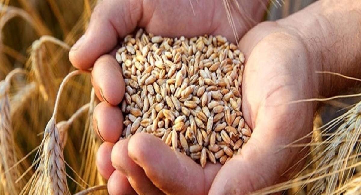 آزادسازی نرخ گندم و نان اجرا میشود؟