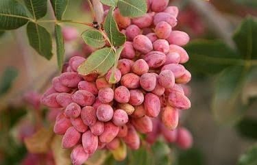 گرمازدگی عامل اصلی خسارت به باغهای پسته اردکان