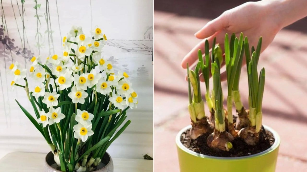 کاشت پیاز گل نرگس در گلدان؛ ترفندهای ساده برای داشتن نرگس های خوش عطر در خانه