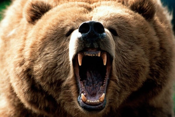 ببینید | لحظه عجیب حمله یک خرس مادر به یک خودروی سواری!