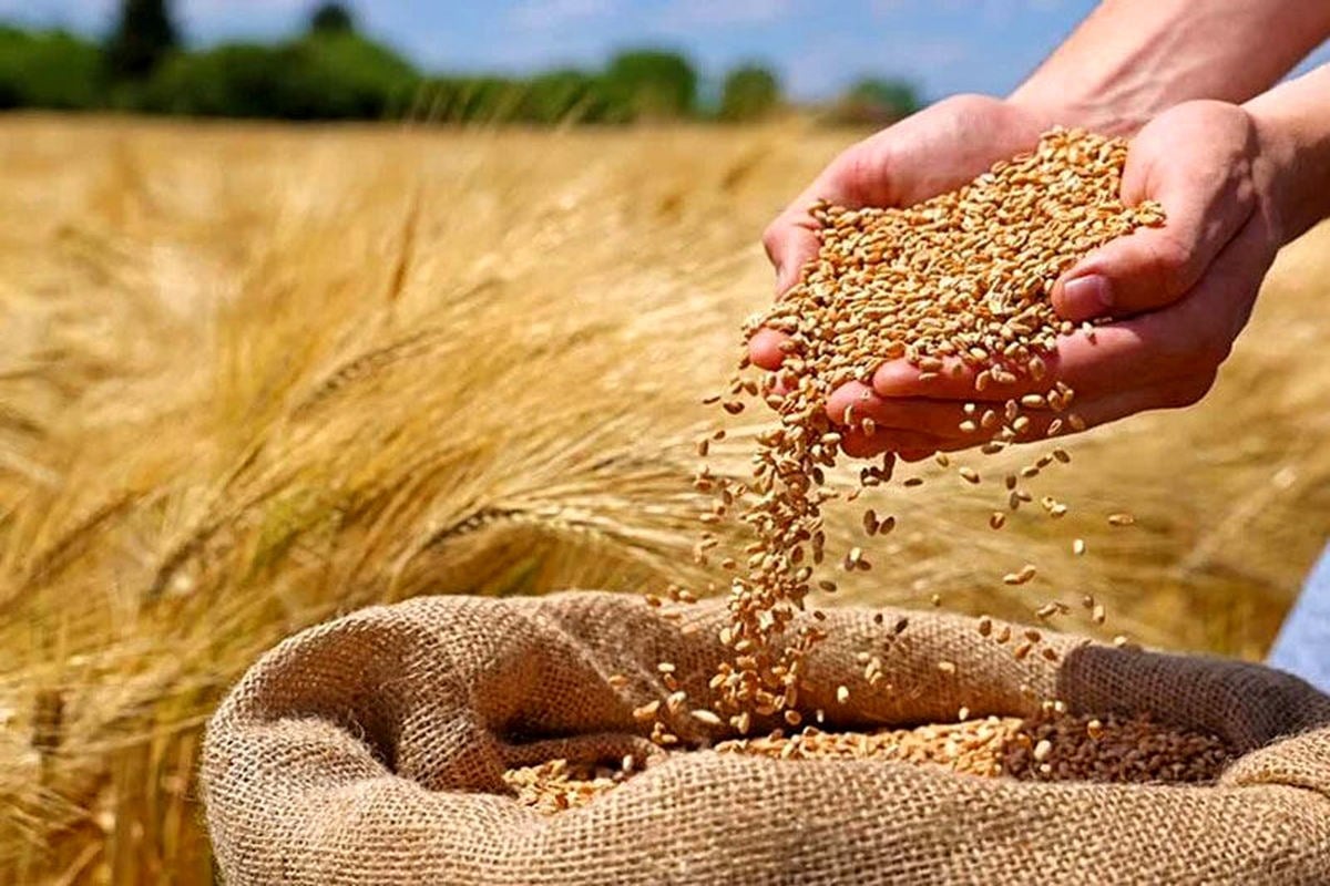 امهال تسهیلات کشاورزان؛ مطالبه مجلس برای پرداخت کامل پول گندم