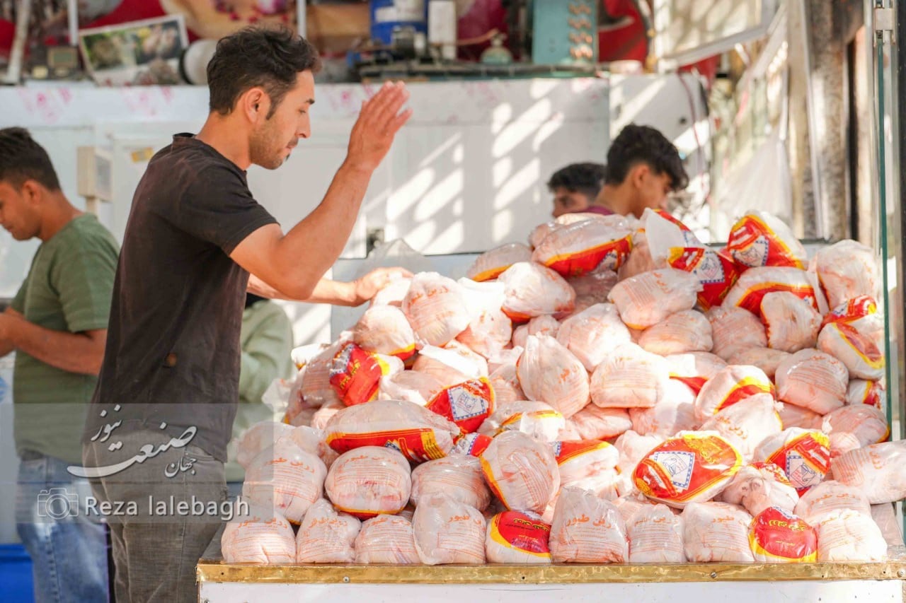 مرغ ارزان شد اما مرغداران ضرر میکنند؛ قیمت به ۲۴۰ هزار تومان رسید