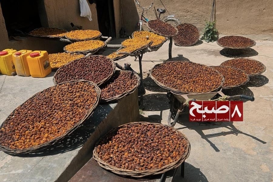 درآمد زنان قلعهنو غزنی از آلو بخارا؛ کاری دشوار در بازاری نامطمین