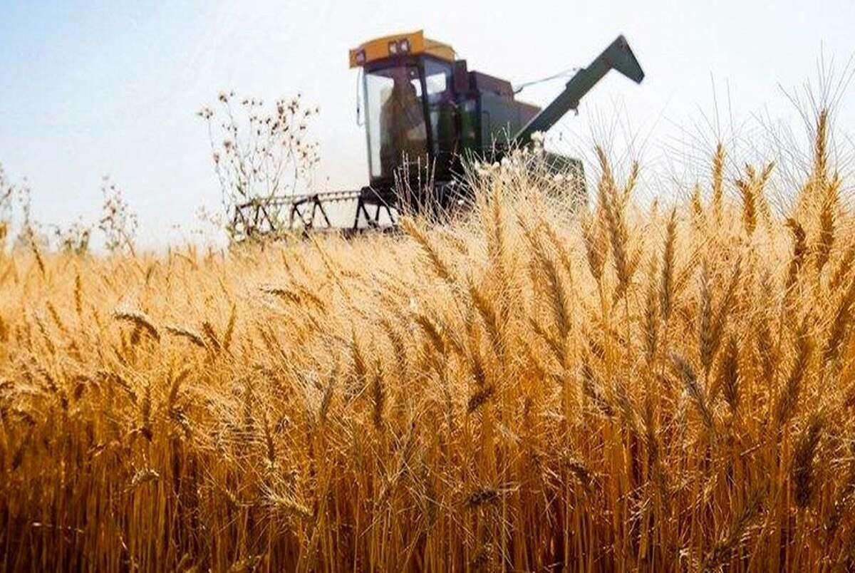 گندمکاران بخوانند/اعلام زمان جدید قیمت‌گذاری خرید تضمینی گندم