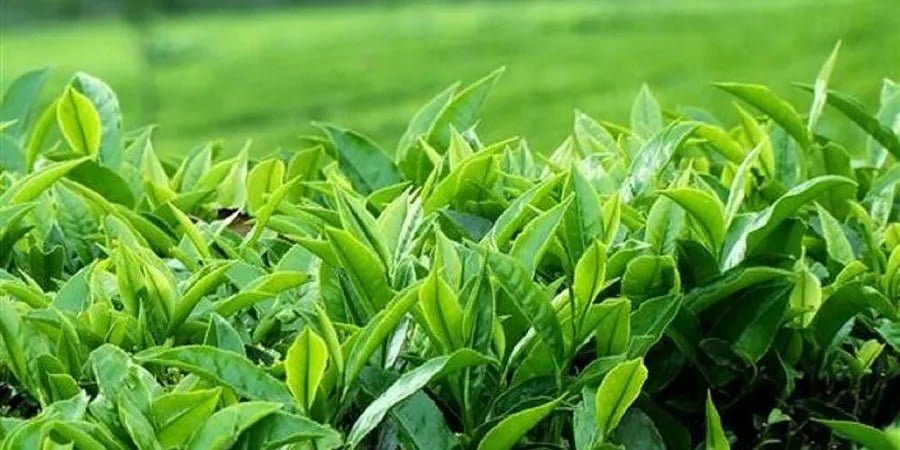 ۷۵ درصد از مطالبات چایکاران پرداخت شده است