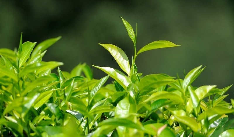 خرید ۱۰۳ هزار تن برگ سبز چای؛ بالغ بر ۲۳ هزار تن چای خشک تولید شده است
