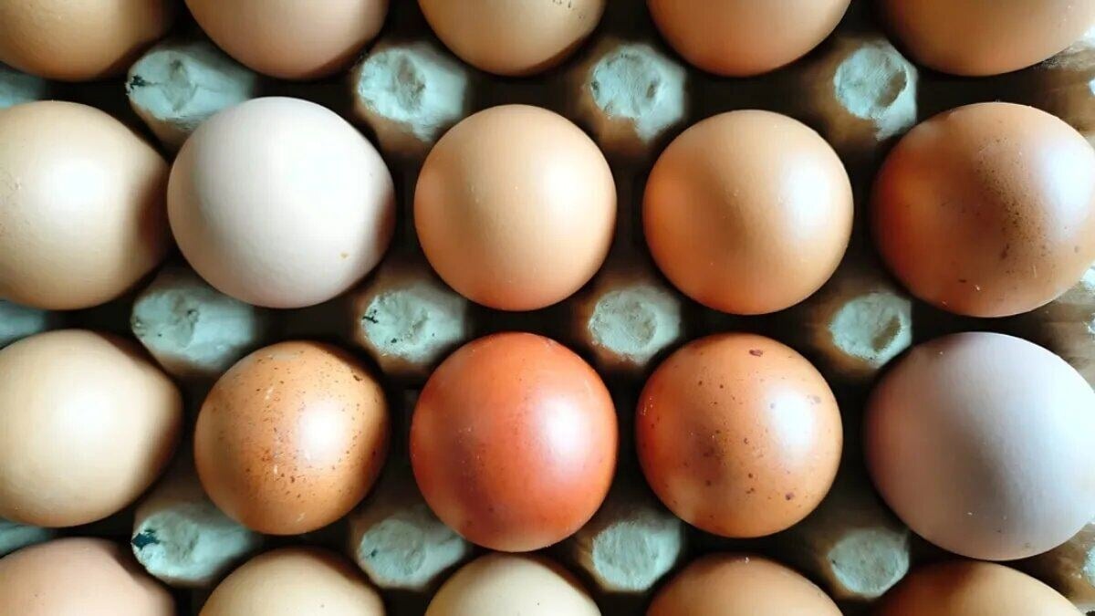 تعیین قیمت واقعی تخممرغ و چالشهای تولید آن
