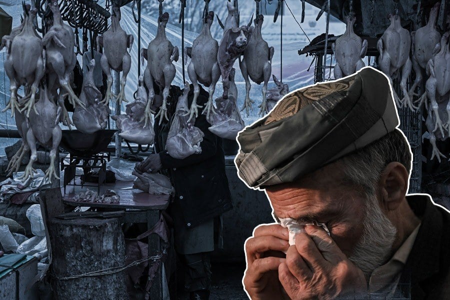 خودکفایی ادعایی طالبان در تولید گوشت مرغ؛ قیمتها همچنان برای مردم بلند است