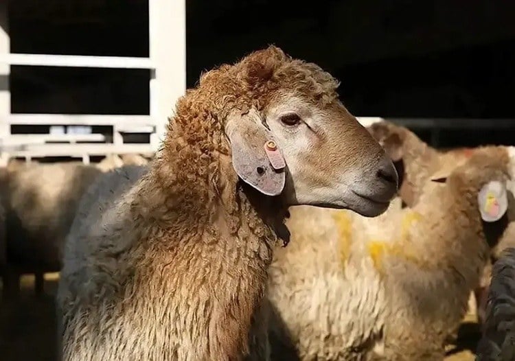 قیمت گوشت در آستانه ریزش؛ دام زنده به ۶۸۰ هزار تومان رسید