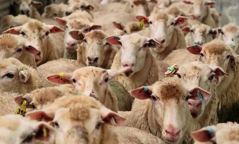 قیمت دام کاهشی شد؛ گوشت قرمز چرا همچنان گران است؟