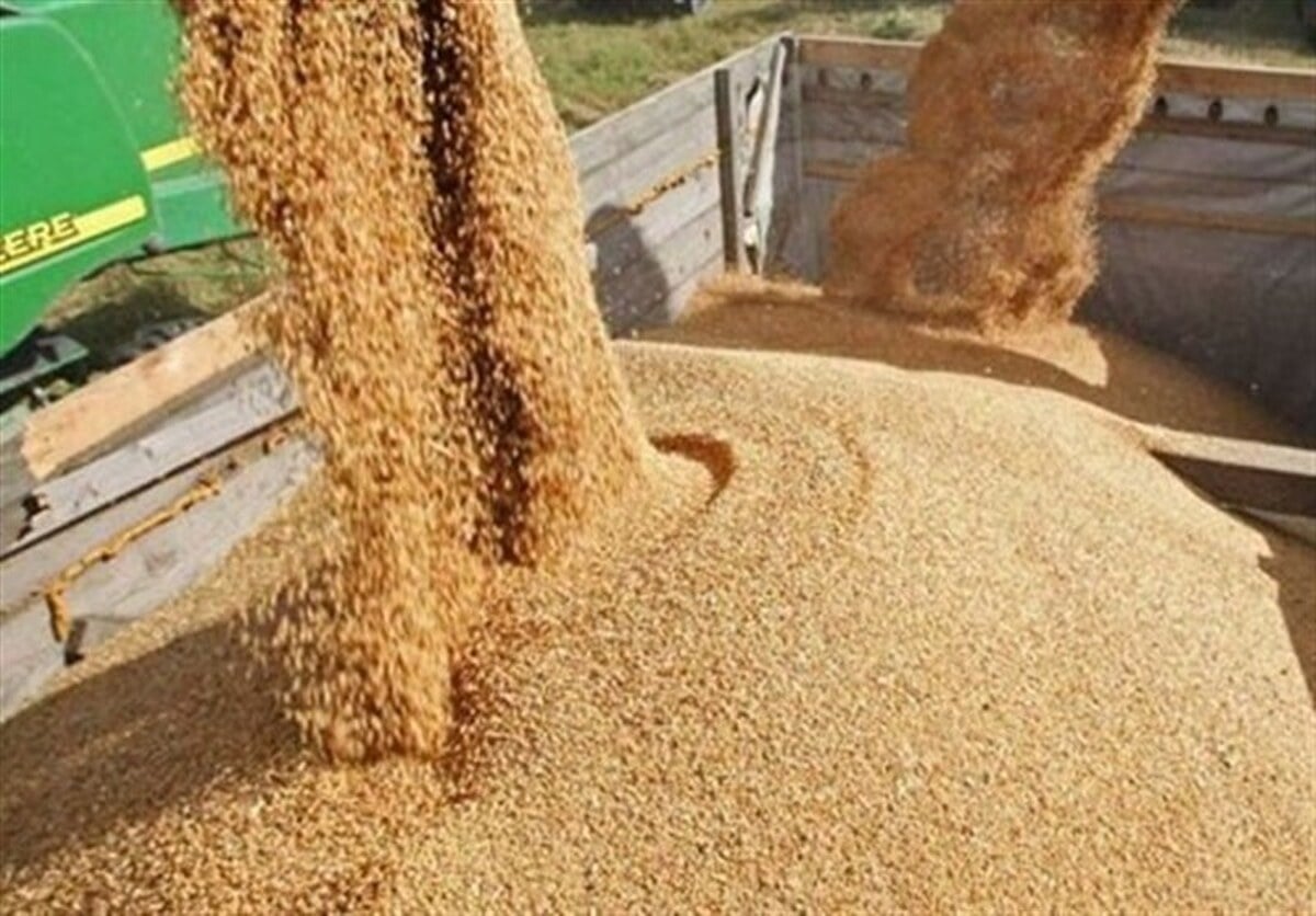 فروش عمده جو با قیمت مناسب