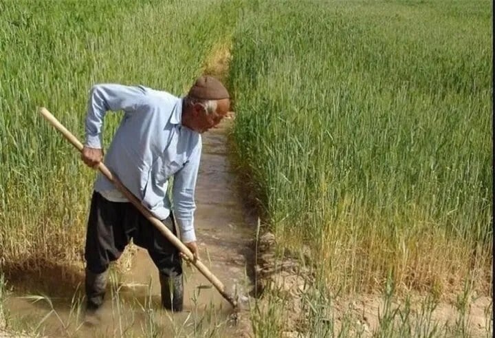«النینو» و ضرورت بیمه محصولات کشاورزی در همدان