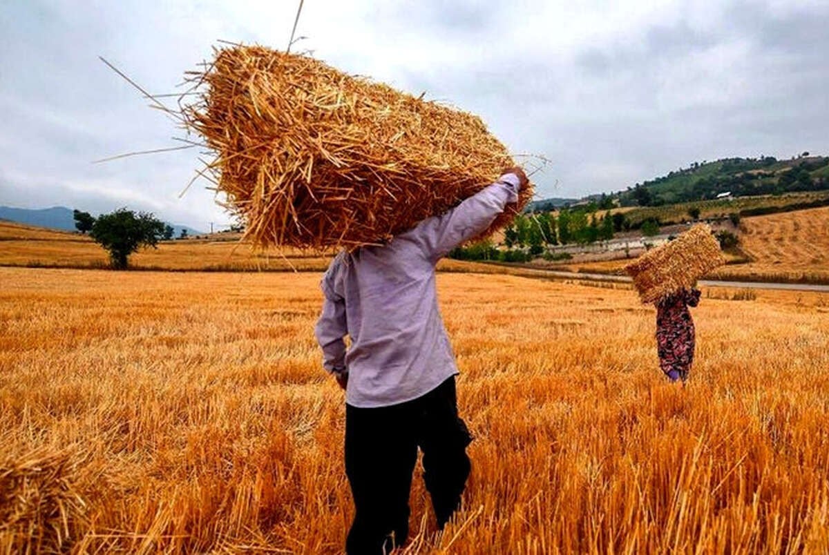 قیمت خرید تضمینی گندم برای سال زراعی جدید کی اعلام میشود؟