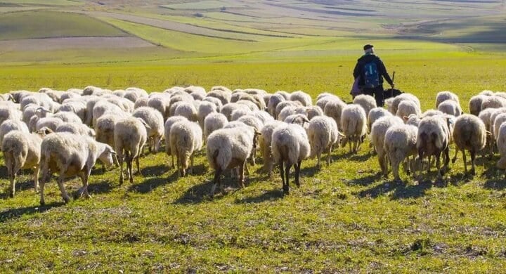 دام زنده گران نشد؛ آخرین قیمت گوسفند و گوساله در بازار ۲۰ شهریور