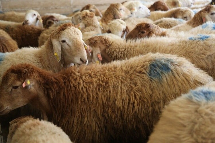 جهش قیمت دام زنده؛ بره و گوساله رکورد زدند