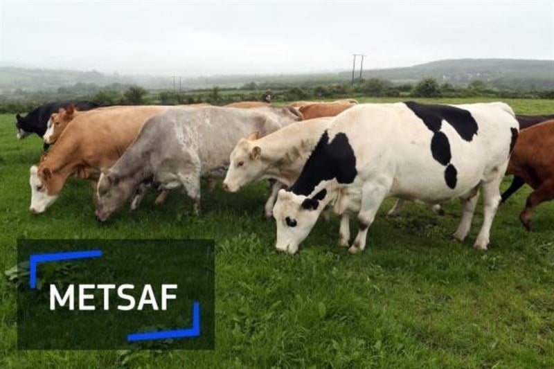 وام بلاعوض برای جبران کمبود کودشیمیایی گاوداران رومانی