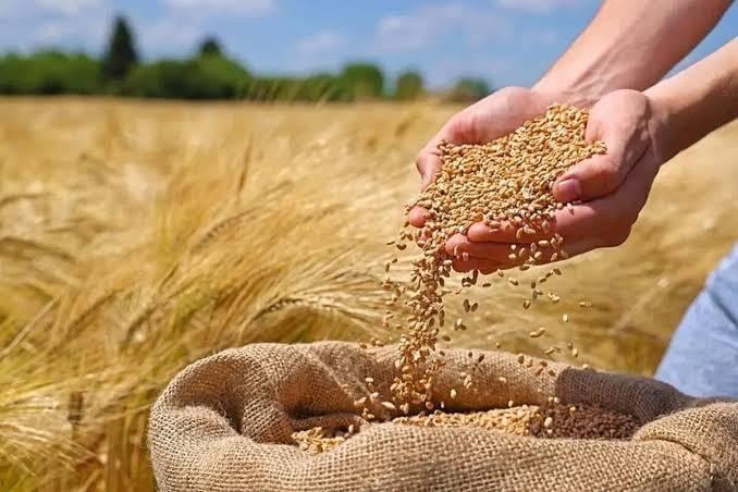 عبور خرید تضمینی گندم از ۸.۵ میلیون تن