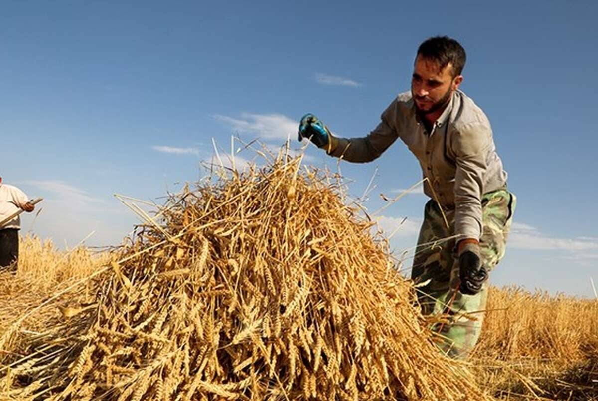 جزئیات حمایت بیمه‌ای از کشاورزان آسیب‌دیده