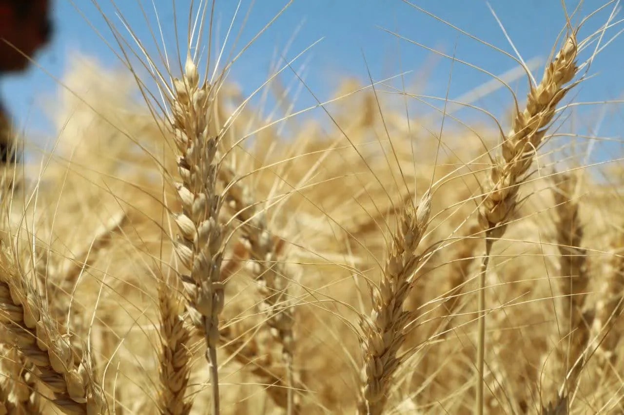 قیمت تضمینی گندم با بررسی بیشتری تعیین شود