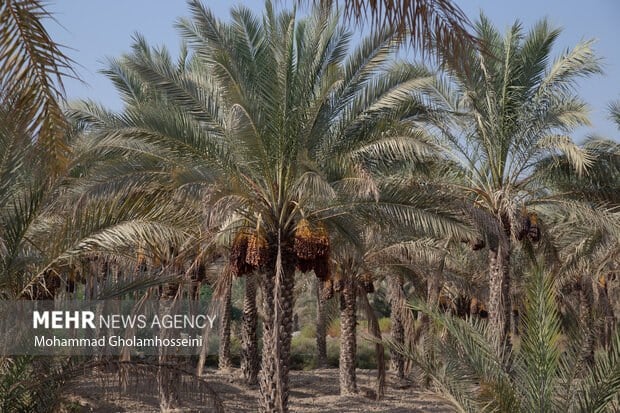ارزیابی خسارت خشکیدگی خوشه خرما مبنای پرداخت بیمه است