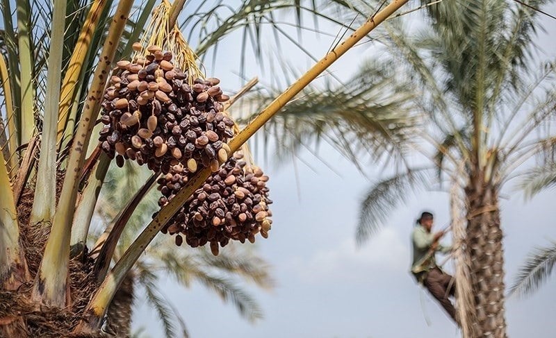 ارزیابی خسارت خشکیدگی خوشه خرما مبنای پرداخت بیمه در آبادان