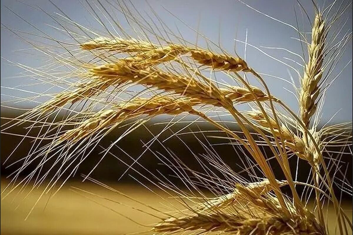 باید برای قیمت خرید تضمینی گندم بررسی بیشتری انجام شد
