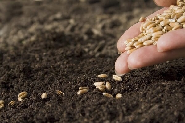بهای خرید تضمینی گندم در کمیسیون تخصصی شورای قیمت گذاری بررسی شد