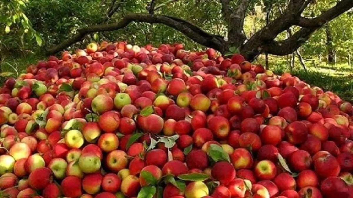 سیب آذربایجان غربی در آستانه برداشت و صادرات همچنان بلاتکلیف /باغداران نگران فروش دسترنج یک ساله هستند