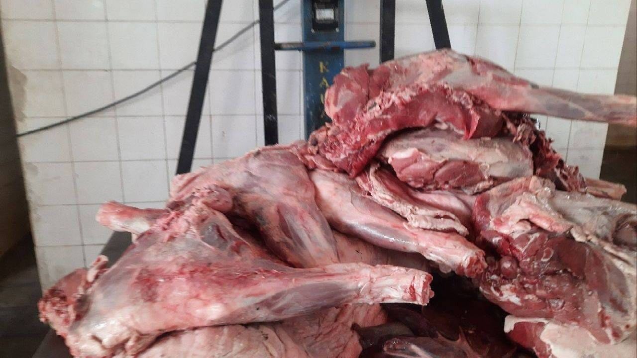 کشف لاشه دو راس گراز وحشی در دیواندره / پرونده متخلف به مراجع قضایی ارجاع شد