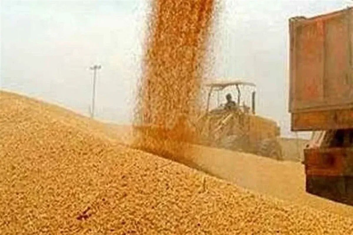 ثبت سفارش واردات گندم در حال انجام است